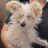 LITTLE JON - Photo 1