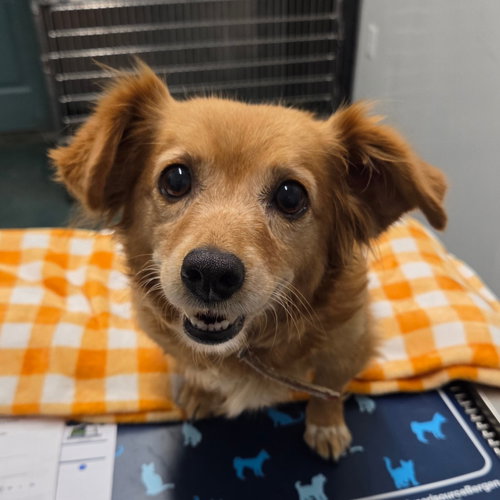 picture of the dog needing adoption