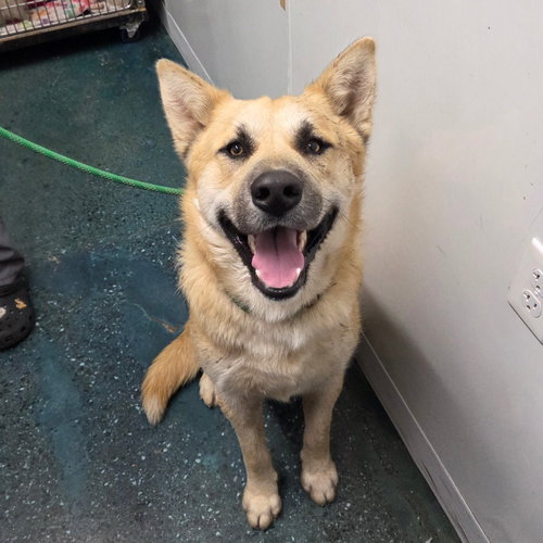 picture of the dog needing adoption