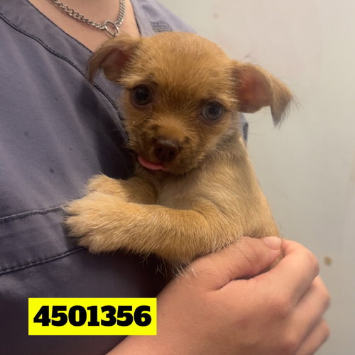 picture of the dog needing adoption