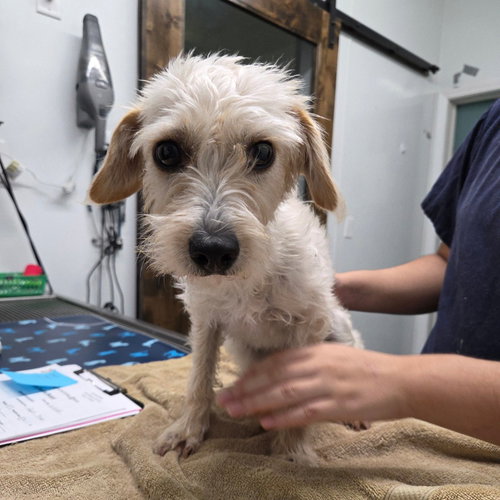 RIRI - Maltese / Terrier available for adoption