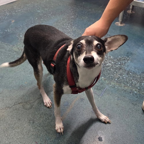 BEAR - Chihuahua available for adoption