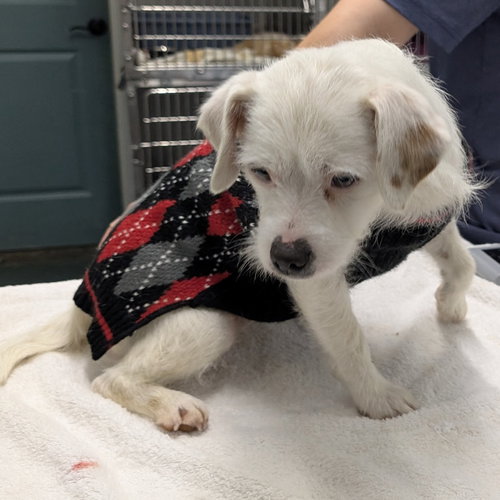 STARLET - Terrier available for adoption