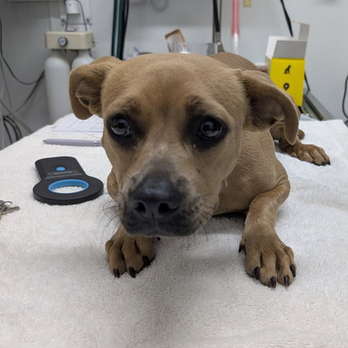 PUDDING - American Staffordshire Terrier available for adoption