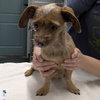 PICKLES - Photo 1