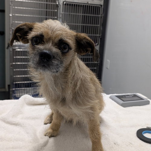 BARRYMORE - Terrier available for adoption