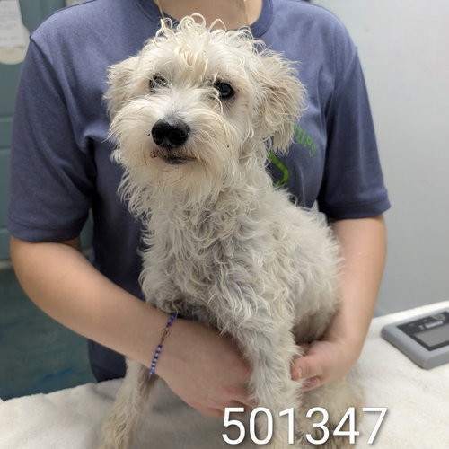 MINTY - Terrier available for adoption