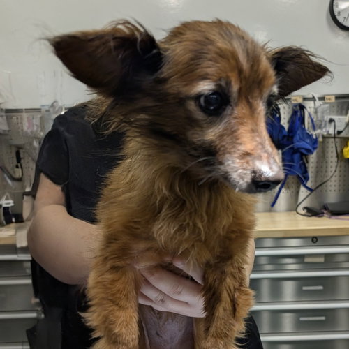 picture of the dog needing adoption
