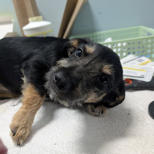 ASTRA - Schnauzer available for adoption