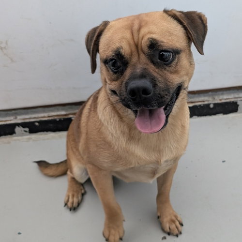 picture of the dog needing adoption