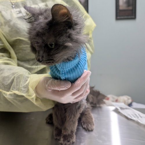 BLANCHE - Domestic Short Hair available for adoption