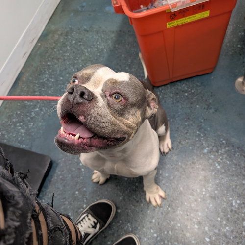 CHAD - English Bulldog available for adoption