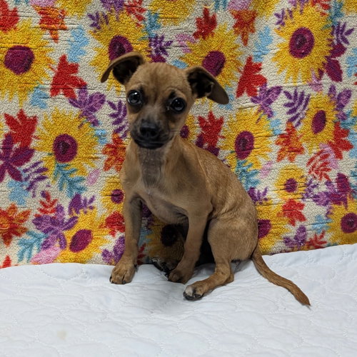 ETCH - Dachshund / Chihuahua available for adoption