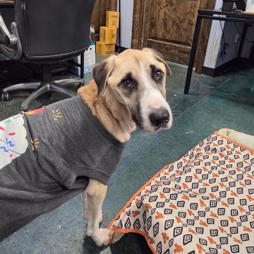 picture of the dog needing adoption