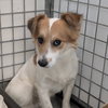 KIPPER - Photo 1