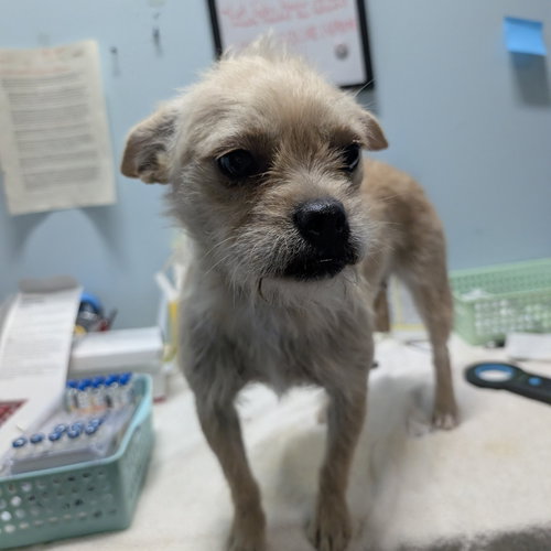 picture of the dog needing adoption