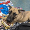 SAGE - Photo 1