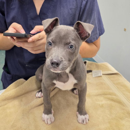 HENNESSY - Pit Bull Terrier available for adoption
