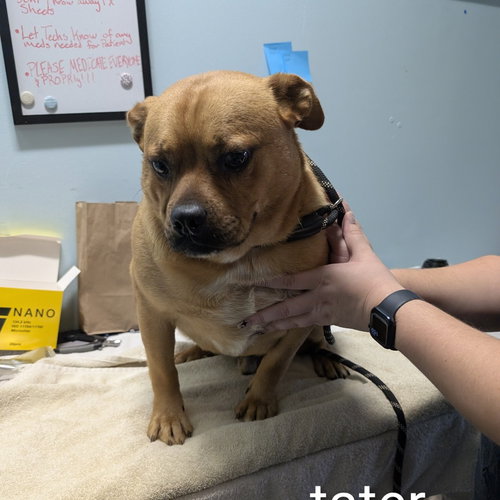 picture of the dog needing adoption