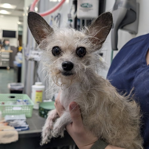VANTA - Chinese Crested-Powder Puff / Yorkshire Terrier Yorkie available for adoption