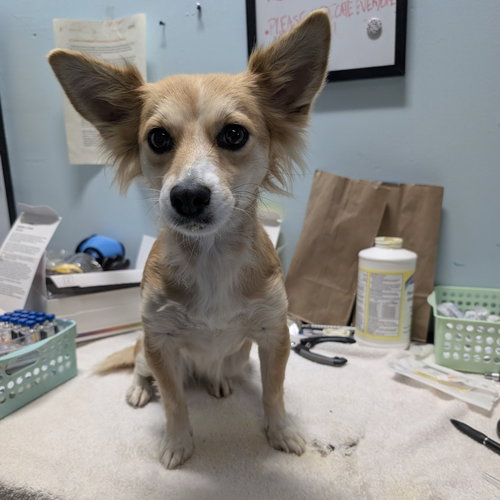 WAVERLY - Papillon / Spaniel available for adoption