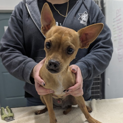picture of the dog needing adoption