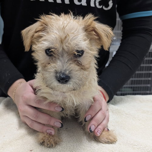 GRINCH - Yorkshire Terrier Yorkie / Cairn Terrier available for adoption