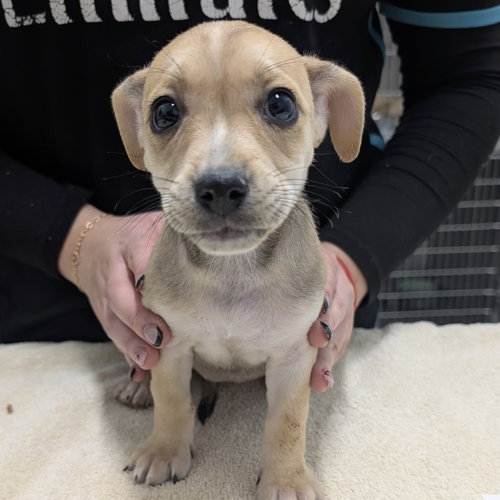 HORNET - Chihuahua available for adoption