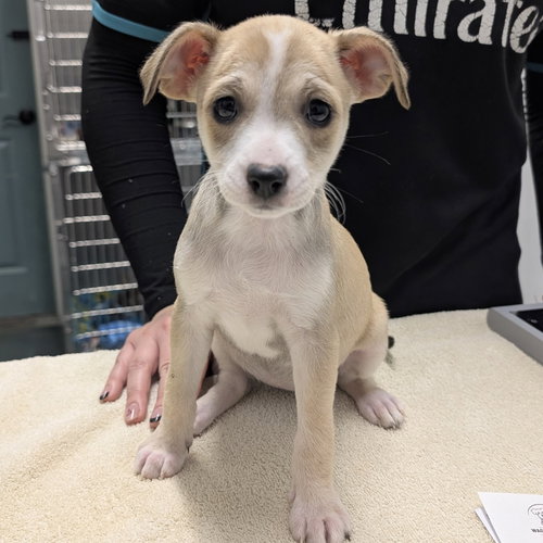 ISMA - Chihuahua available for adoption