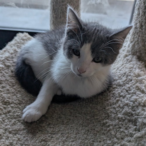 LARRY - Domestic Short Hair available for adoption