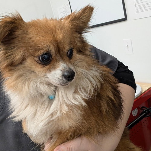 ASPEN - Pomeranian available for adoption