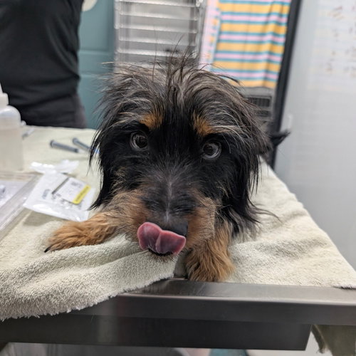 picture of the dog needing adoption