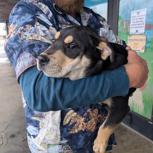 picture of the dog needing adoption