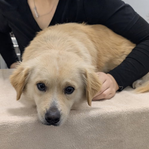 picture of the dog needing adoption