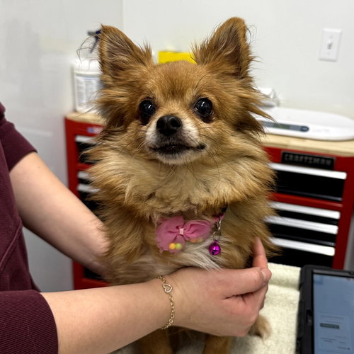 DENVER - Pomeranian available for adoption