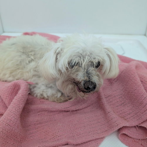 picture of the dog needing adoption