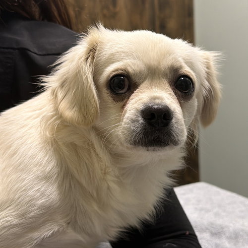 picture of the dog needing adoption