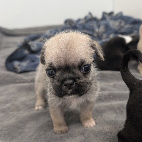 picture of the dog needing adoption