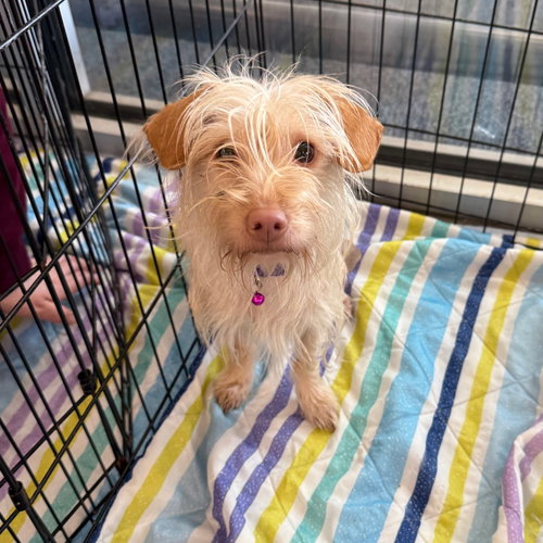 picture of the dog needing adoption