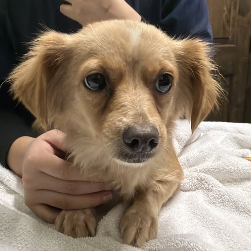 picture of the dog needing adoption