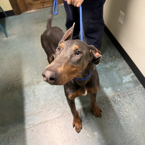 picture of the dog needing adoption