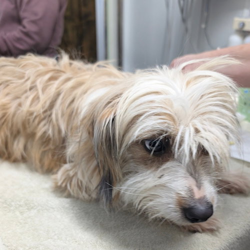 picture of the dog needing adoption
