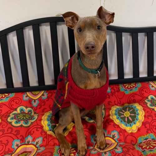 picture of the dog needing adoption