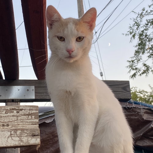 picture of the cat needing adoption