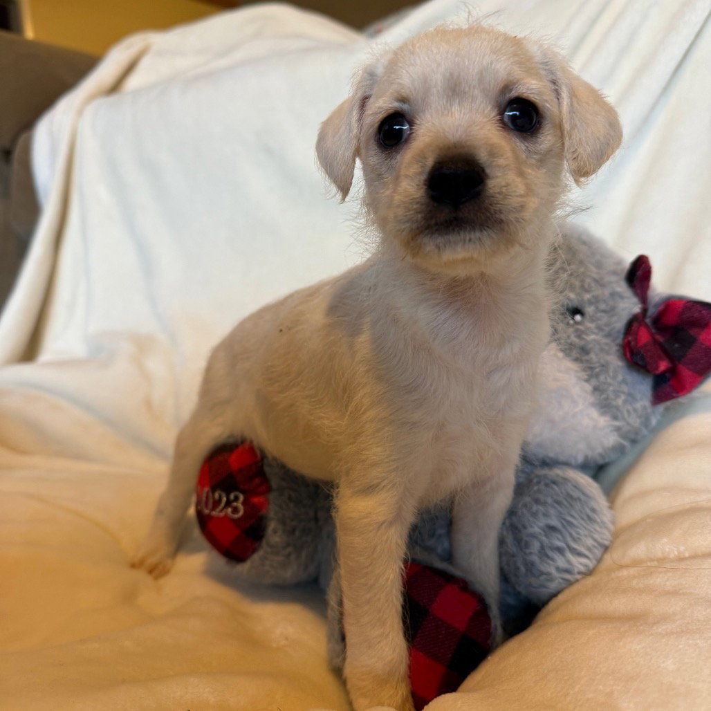 PRANCER Image