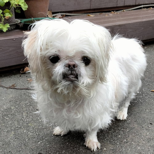 picture of the dog needing adoption