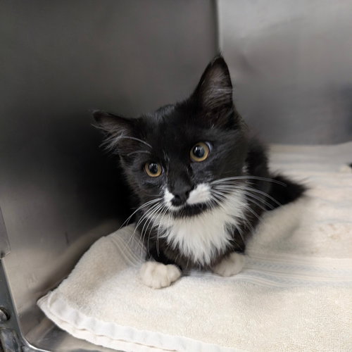 picture of the cat needing adoption