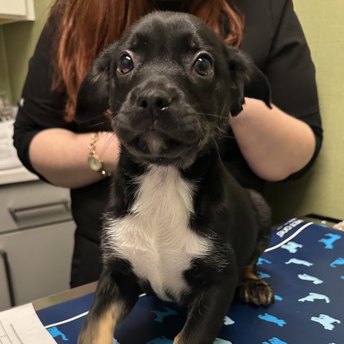 CUCUMBER - Cattle Dog available for adoption