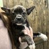 DAISY - Photo 1