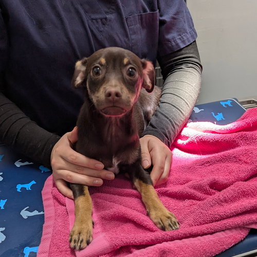 picture of the dog needing adoption